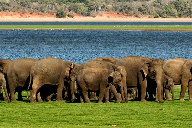 The Gathering: Book Minneriya Elephant Safari Now to Witness Asia's Largest Elephant Spectacle! 2 Minneriya Elephant Gathering at sunset during Sri Lanka wildlife safari.