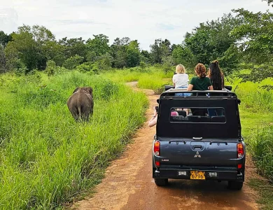 Hero-image-Sri-Lanka-Minneriya-National-Park-David-Reed-feature