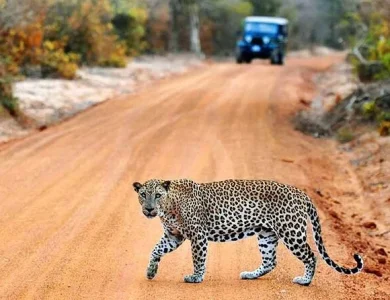 Wilpattu National Park