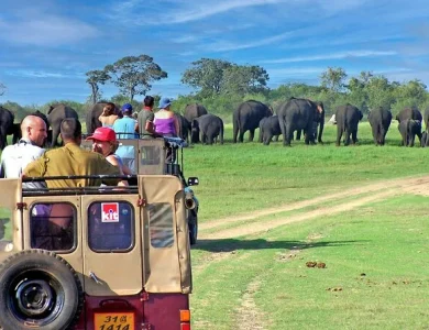 Minneriya National Park Minneriya Safari
