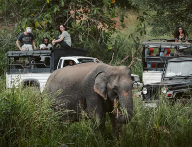 Minneriya National Park Safari