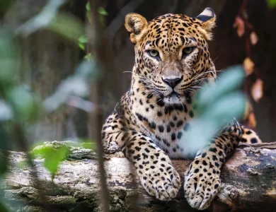 Yala Safari Yala National Park