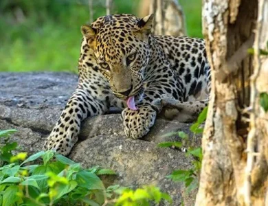 Yala National Park Yala Safari
